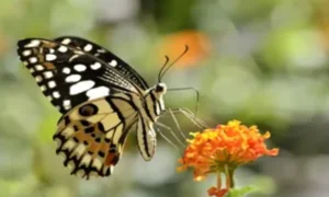 സ്വര്‍ഗം